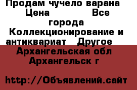 Продам чучело варана. › Цена ­ 15 000 - Все города Коллекционирование и антиквариат » Другое   . Архангельская обл.,Архангельск г.